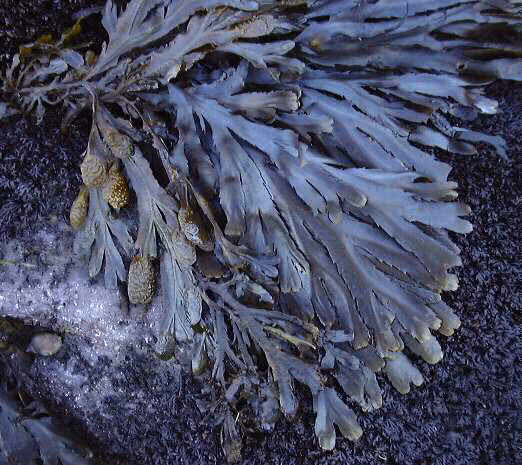 Saw or Serrated Wrack (Fucus serratus)